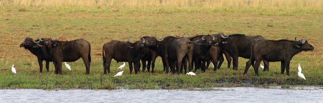 Buffalo in the Caprivi strip / Zambezi region