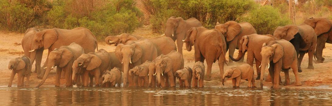 Elephants in Northern Namibia